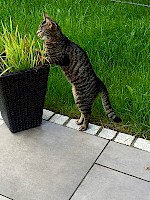 Kater Prince – vermisst seit 16.07.2016 in Fürstenfeldbruck