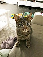 Kater Prince – vermisst seit 16.07.2016 in Fürstenfeldbruck