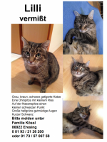 Lilli – vermisst seit Sept. 2014 in Eresing