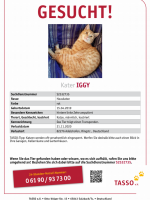 Kater Iggy