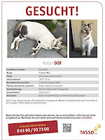 Kater Dot vermisst seit 26.09.2021