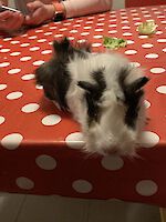 2 Meerschweinchen, zehn Monate alt