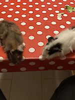 2 Meerschweinchen, zehn Monate alt