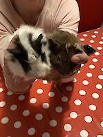 2 Meerschweinchen, zehn Monate alt