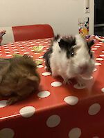 2 Meerschweinchen, zehn Monate alt