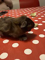 2 Meerschweinchen, zehn Monate alt