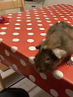 2 Meerschweinchen, zehn Monate alt