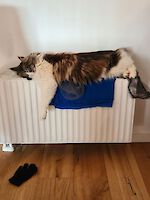 Katze Gaia vermisst seit 30.05.2022 in Emmering