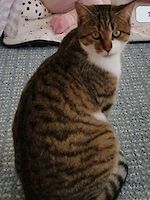 Kater Findus