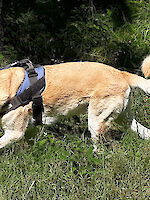 Nina - Labrador Retriever - Bild 6