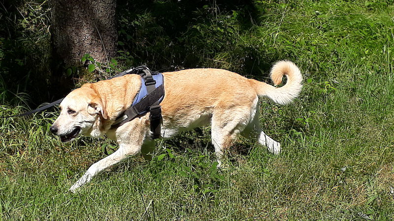 Nina - Labrador Retriever - Bild 5