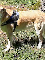 Nina - Labrador Retriever - Bild 4