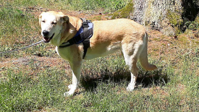 Nina - Labrador Retriever - Bild 3