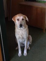 Nina - Labrador Retriever - Bild 2