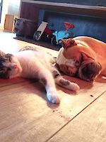 Ben - Englische Bulldogge, Mops - Bild 4