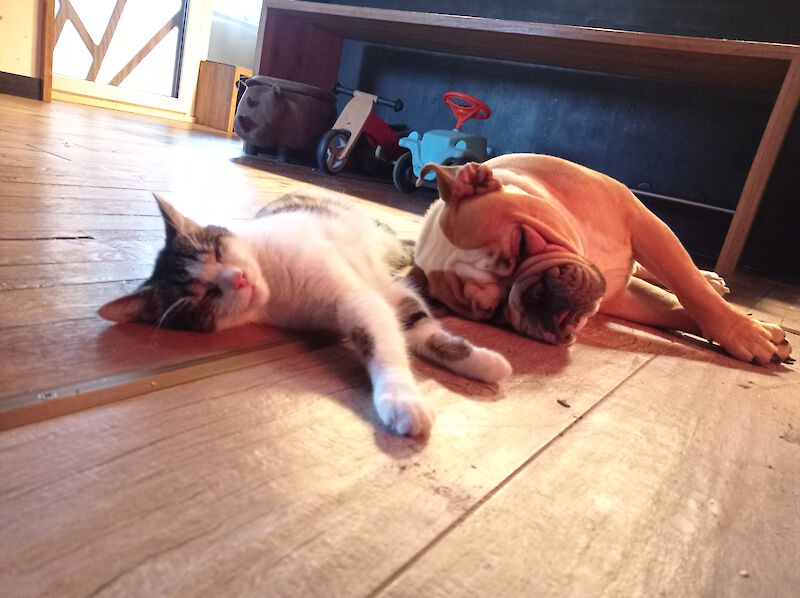 Ben - Englische Bulldogge, Mops - Bild 3