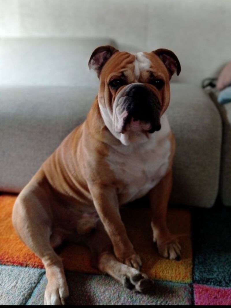 Ben - Englische Bulldogge, Mops - Bild 1
