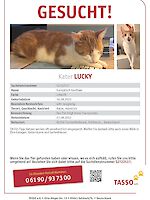 Kater Lucky aus Fürstenfeldbruck, vermisst seit 27.08.2022