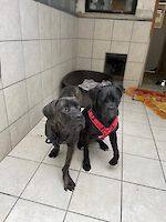 Boyka - Cane Corso Italiano - Bild 2