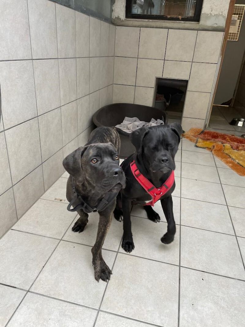 Boyka - Cane Corso Italiano - Bild 1