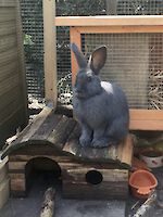 Kaninchen Lui ( blauer Riese )
