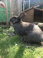 Kaninchen Lui ( blauer Riese )