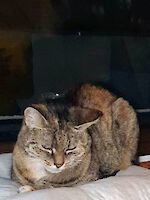 Katze Mimi (14 Jahre alt)