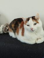 Senior-Katzen Cleopatra 16 Jahre und Kitty 15 Jahre alt (weiblich)