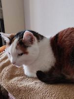 Senior-Katzen Cleopatra 16 Jahre und Kitty 15 Jahre alt (weiblich)