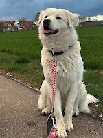 Betty weiblich ( 3 Jahre alt )