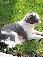 Goofy Shitzu, männlich, 6 Jahre alt aus Gröbenzell