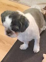 Goofy Shitzu, männlich, 6 Jahre alt aus Gröbenzell