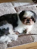 Goofy Shitzu, männlich, 6 Jahre alt aus Gröbenzell