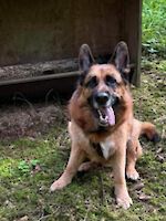 Maxl männlich (kastriert) 5 Jahre alt