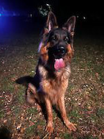 Schäferhund Arci (2,5 Jahre alt)