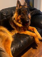 Schäferhund Arci (2,5 Jahre alt)