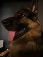 Schäferhund Arci (2,5 Jahre alt)
