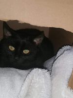 Katze Amy , 1 Jahr alt