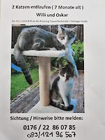 Zwei Kater, Willi und Oskar getigert mit weiß, in Gröbenzell entlaufen!
