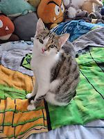 Zwei Kater, Willi und Oskar getigert mit weiß, in Gröbenzell entlaufen!