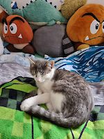 Zwei Kater, Willi und Oskar getigert mit weiß, in Gröbenzell entlaufen!