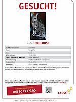 Bengalkater Luis (3 Jahre alt) wird vermisst!