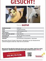 Kater Kaspar vermisst seit 22.01.2025 Puchheim