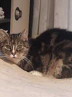 Notfall sehr dringend! Senioren Katze Mausi, 18 Jahre sucht neues Zuhause!