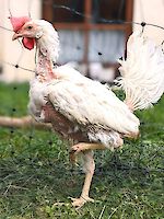 500 weiße Bodenhaltungs-Hennen - Lebensplätze gesucht
