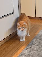 Shiva und Shanti suchen ein neues Zuhause!