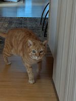 Shiva und Shanti suchen ein neues Zuhause!