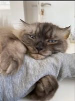 3 Katzen, wegen Trennung/Scheidung abzugeben
