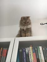 3 Katzen, wegen Trennung/Scheidung abzugeben