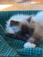 3 Katzen, wegen Trennung/Scheidung abzugeben